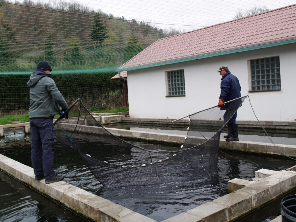 Akcja ratowania pstrągów potokowych: prawie 700 tys. ryb trafiło do dolnośląskich rzek