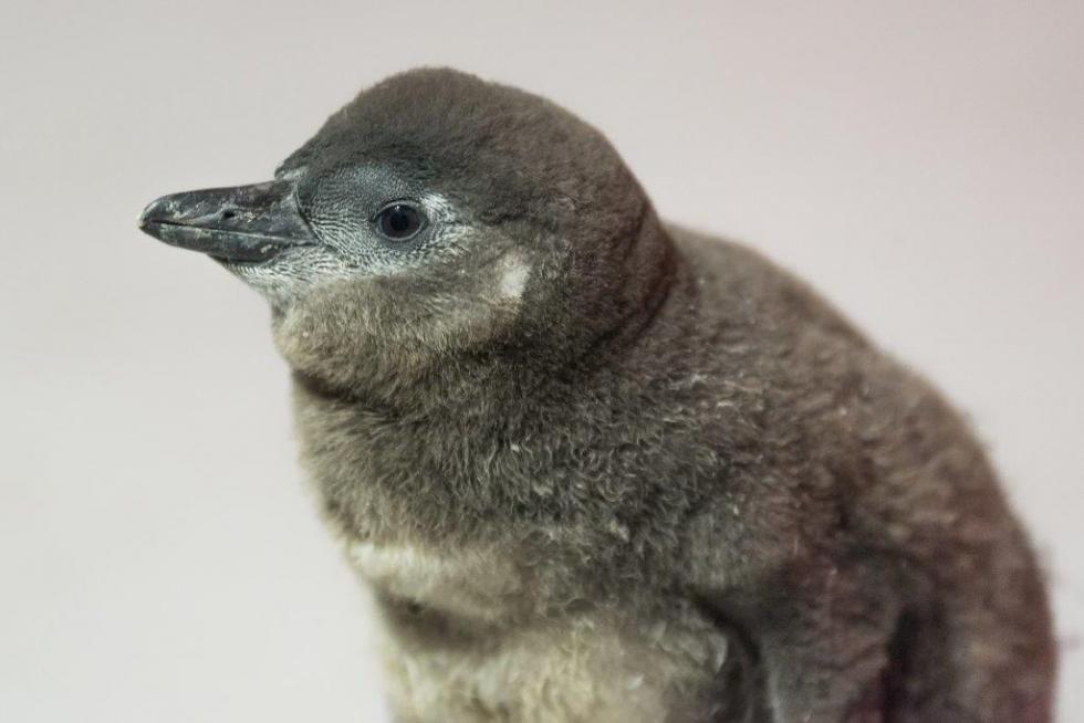 Nowy mieszkaniec ZOO Wrocaw - Jego Puchato Pingwin Przyldkowy 